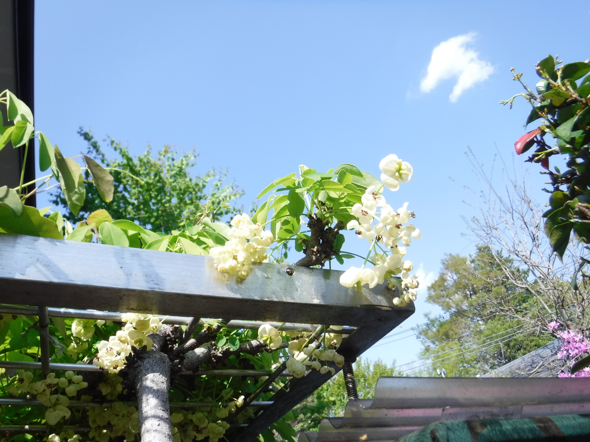 DSCF6489●アケビの花.jpg