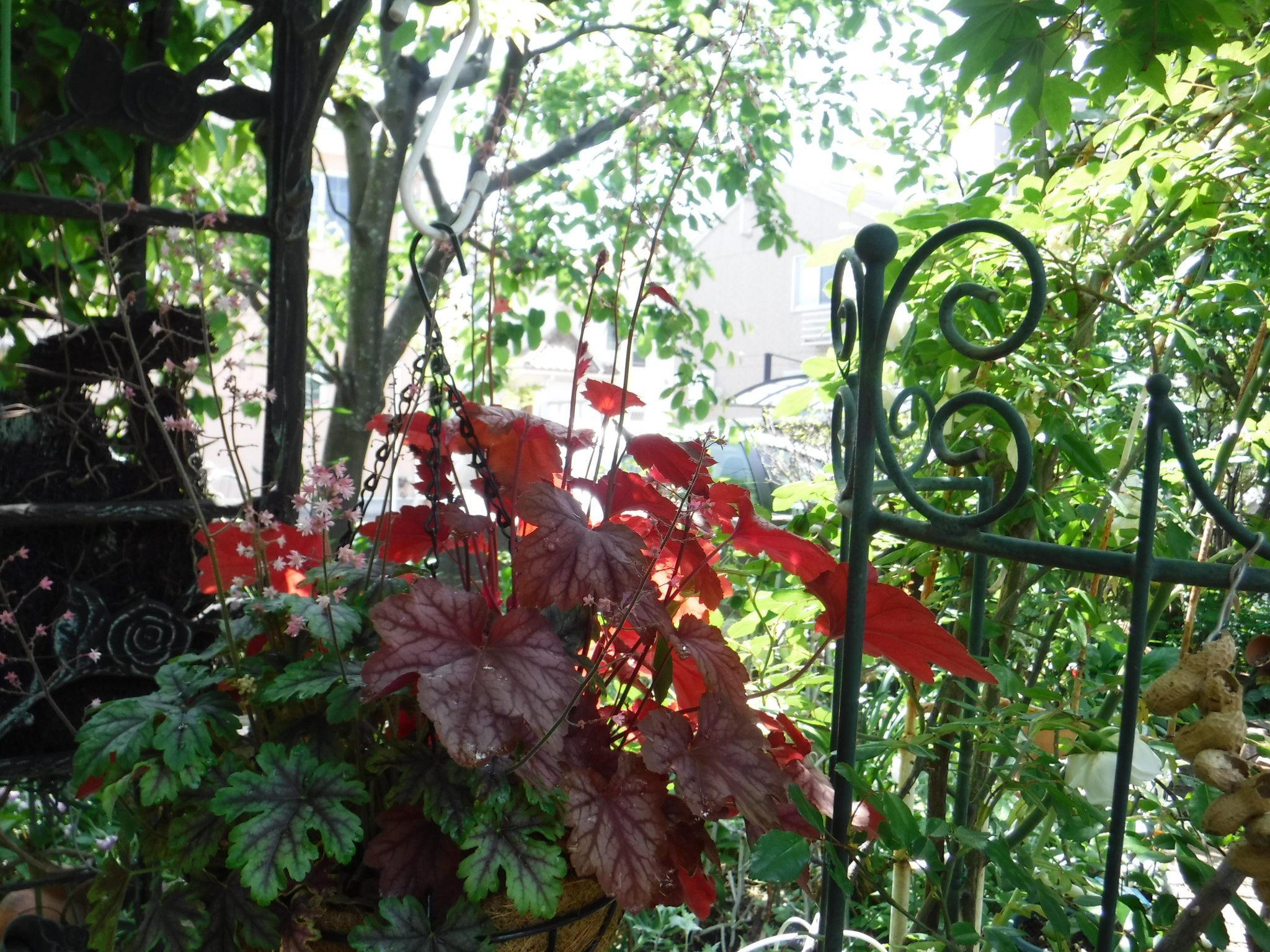 DSCF6673〇ヒューケラの花と木陰.jpg