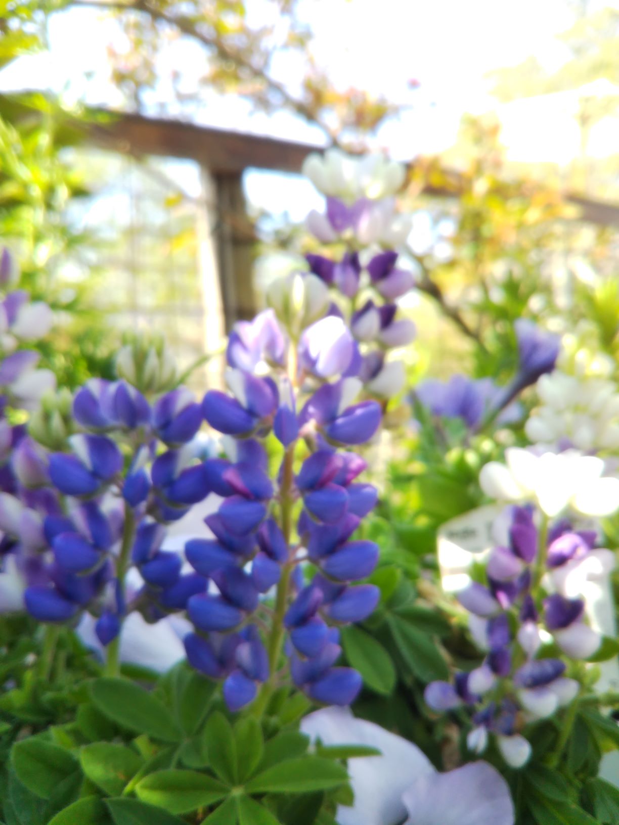 DSC_6017ルピナス resize.jpg