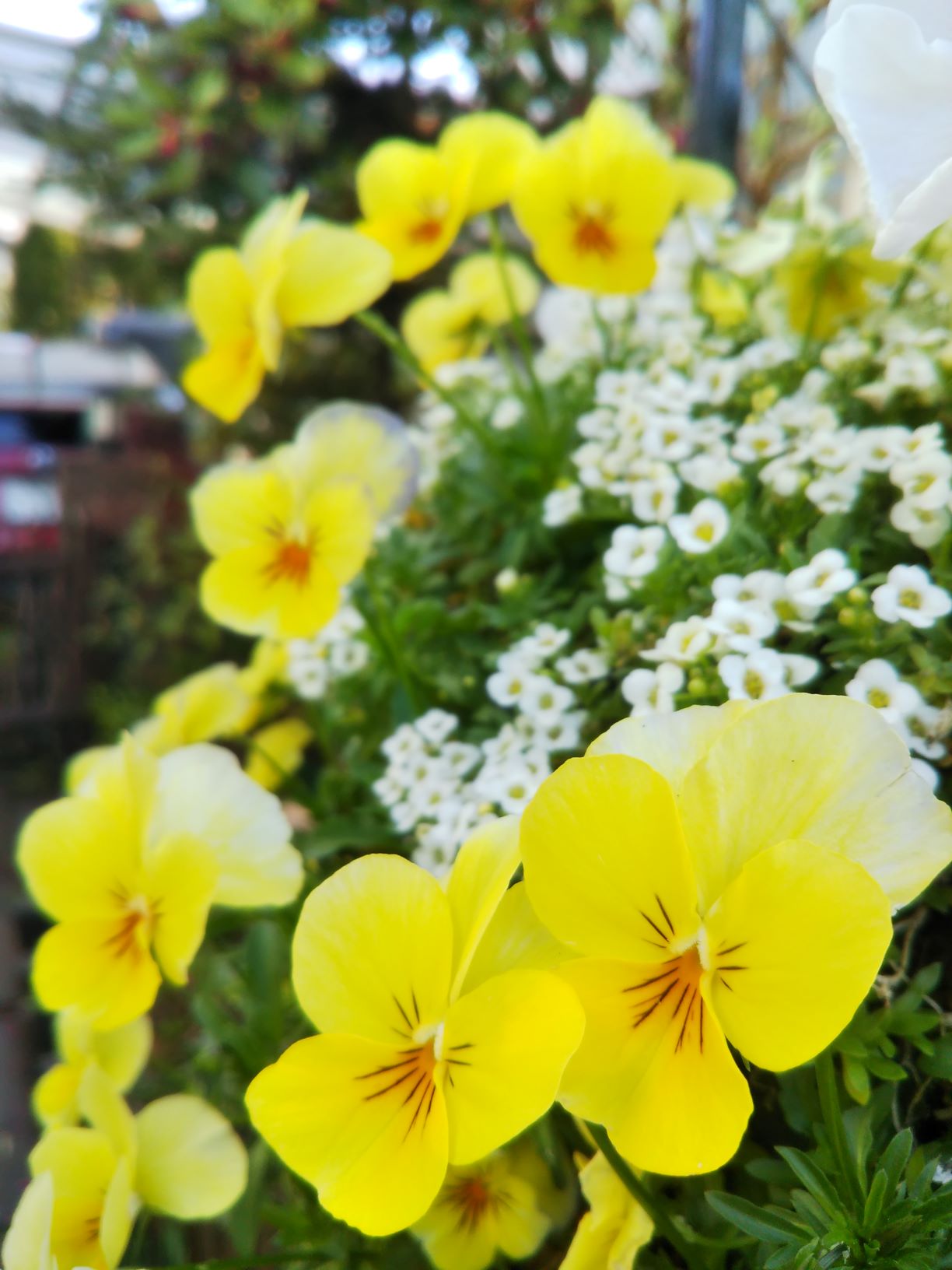 DSC_6019パンジー寄せ植え resize.jpg