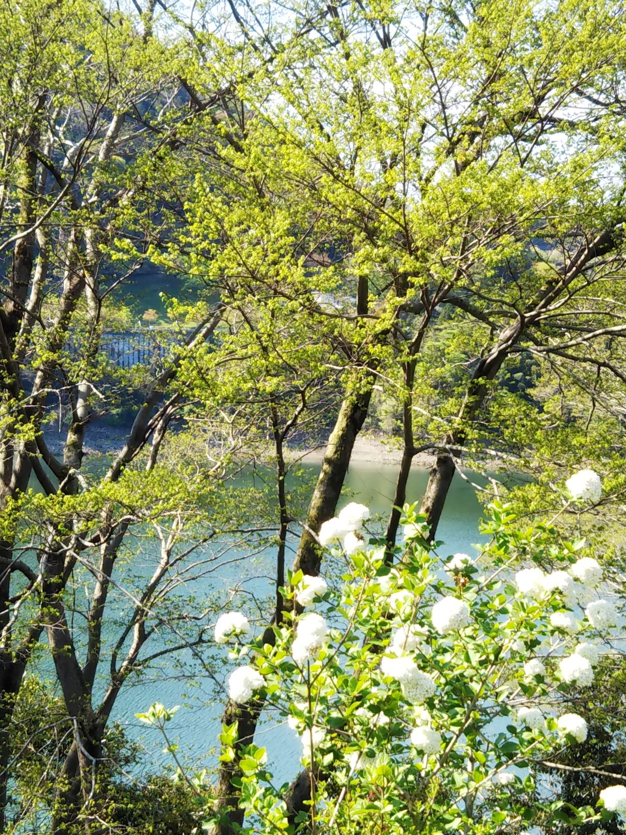 DSC_6028津久井湖畔、オオデマリ resize.jpg