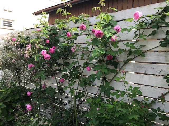 IMG_4176小山邸.jpg