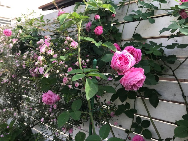 IMG_4177小山邸.jpg