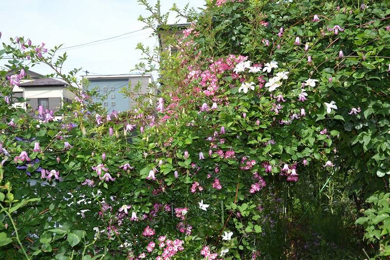 IMG_4205野﨑邸.jpg