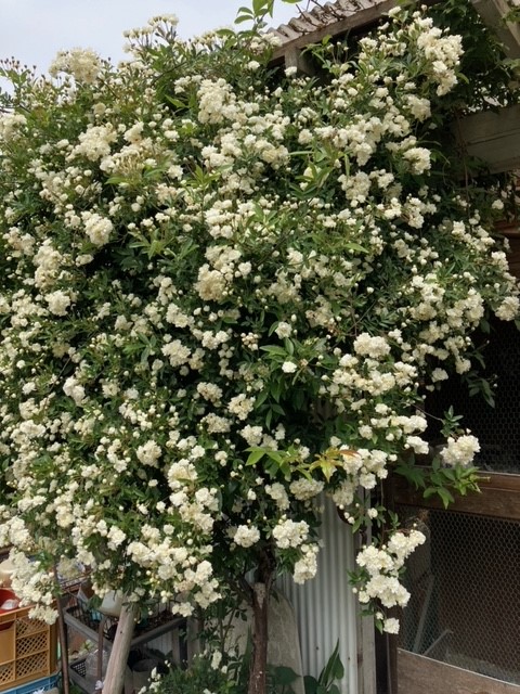 image020210426本田邸６.jpg