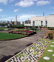 屋上緑化実験・見本園