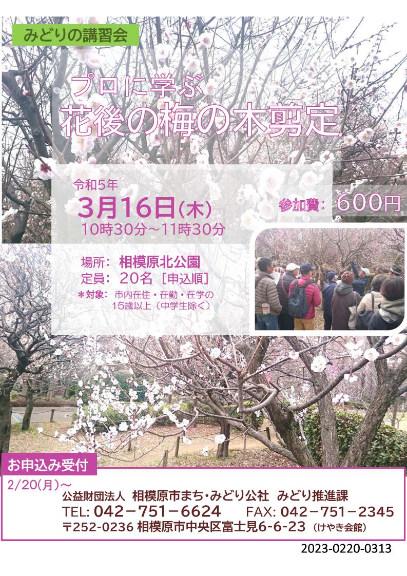 募集案内（梅の木剪定）.jpg