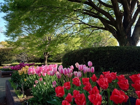 県立相模原公園②.jpg