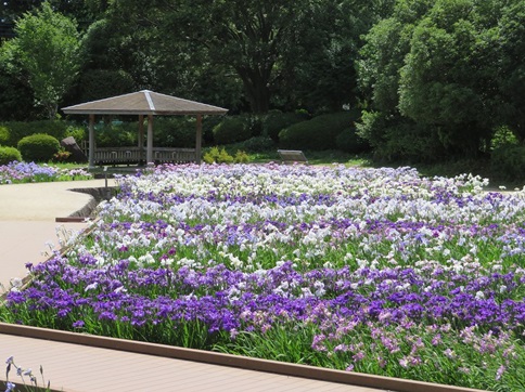 県立相模原公園⑤.jpg