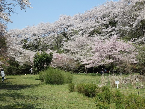 県立相模原公園⑥.jpg