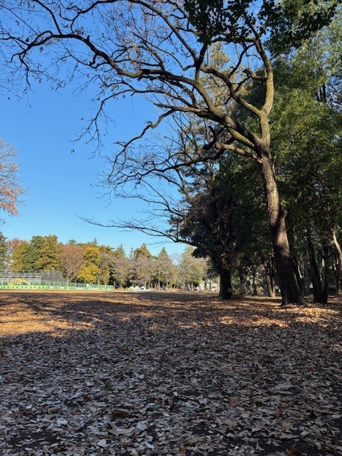 落ち葉2.jpg 落ち葉2.jpg