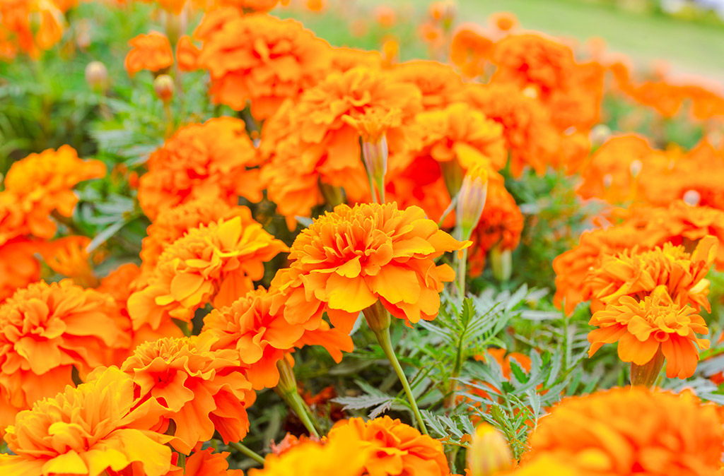 オレンジの花